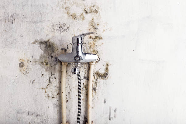 Best Mold Removal and Inspection  in , CA