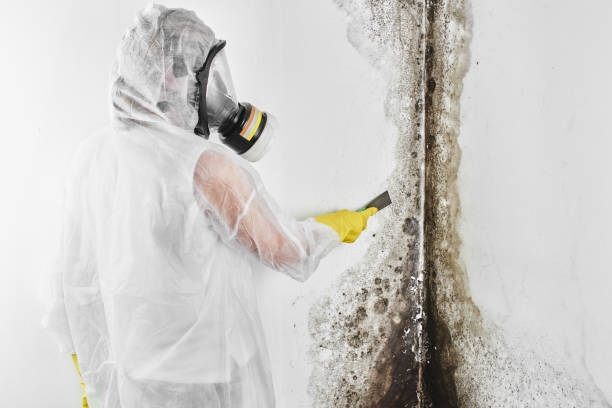 Best Mold Removal and Inspection  in , CA