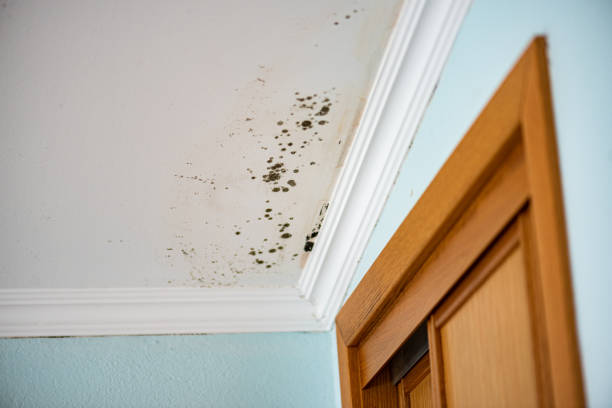 Best Residential Mold Removal  in , CA