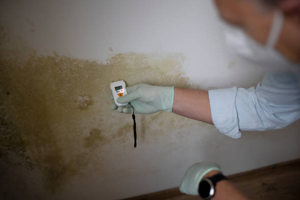Best Professional Mold Removal  in , CA