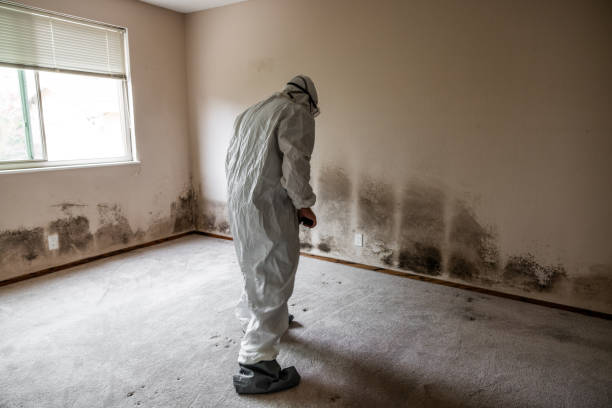 Best Attic Mold Removal  in , CA