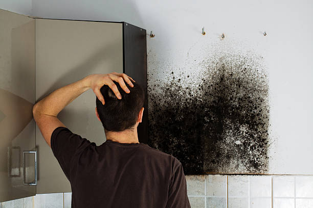 Best Toxic Mold Removal  in , CA