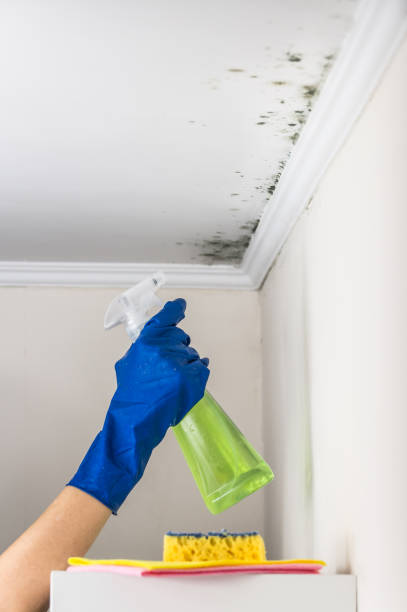 Best Office Mold Removal Services  in , CA